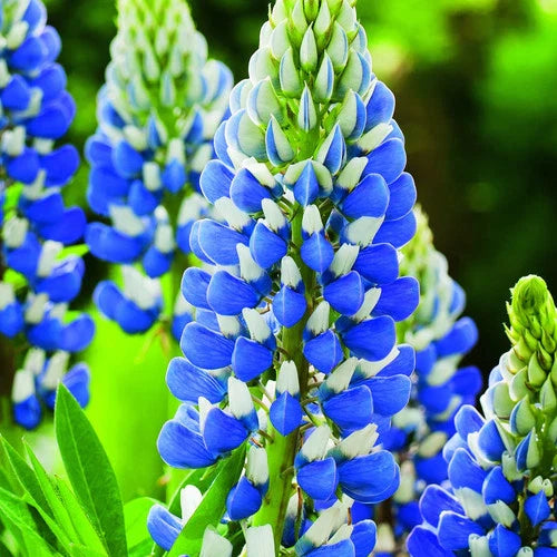 Texas Blue Lupin Seeds Packet of 100 Seeds - 2024 Crop - Lupinus texensis