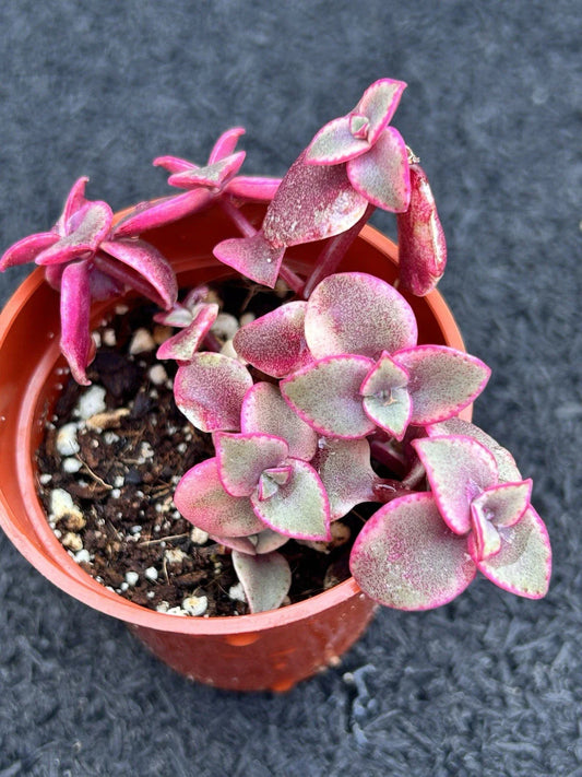 Live Succulent Plant - Crassula marginalis Rubra - Calico Kitten - Fully Rooted
