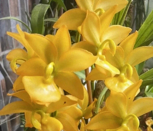 Cyc Orchid Plant Bare Root 1 Bulb Taiyhoung No. 1 Smtoga Cycnoches (Cyc)