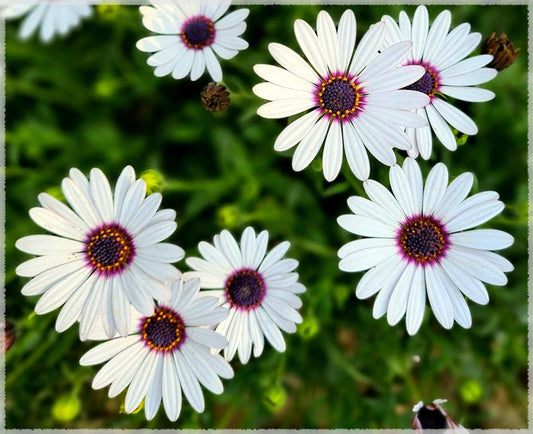 White Cape Daisy Seeds - Trailing African Daisy - Blue-Eyed Daisy - Dimorphotheca sinuata - FREE SHIPPING