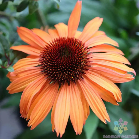 Prairie Blaze Rudbeckia Seeds - 200+ Count - Yellow Flowering Perennial - Rudbeckia hirta - USA