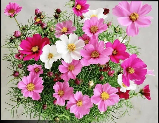 Dwarf Cosmos Seeds Mix - Colorful Mexican Aster Flowers - Cosmos bipinnatus - 100+ Seeds for Vibrant Garden