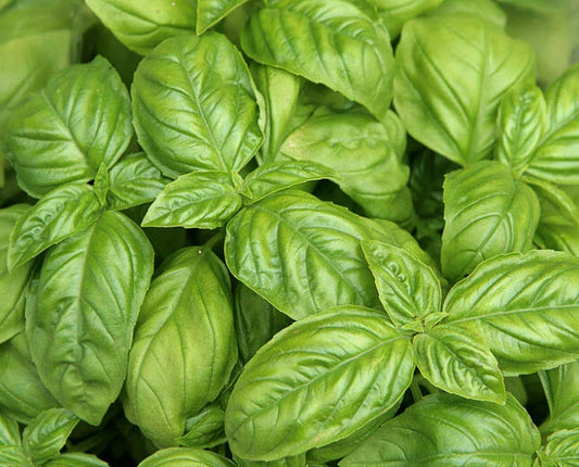 Sweet Basil Seeds - 200+ Count - Sweet Italian Basil Tukmaria Tulsi - Ocimum basilicum - USA Grown