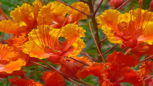 Red Bird of Paradise Seeds - 12 Barbados Flower Seeds - Caesalpinia Pulcherrima - Vibrant Tropical Colors