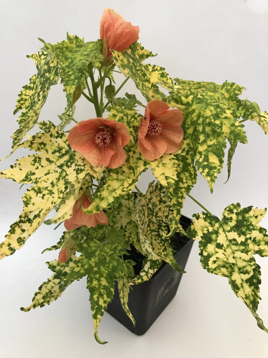 Thompsonii Variegated Peach Abutilon Flowering Maple Small Rooted Starter Plant - Perfect for Home Gardens or Indoor Decor