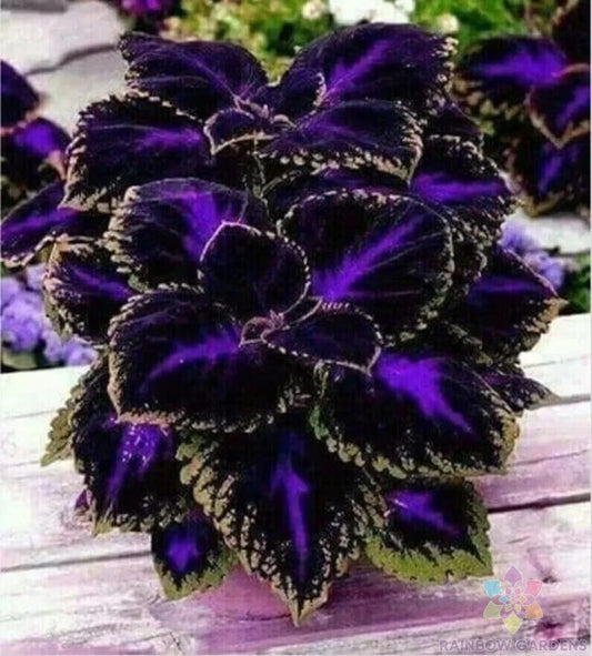 Coleus Seeds - 25+ Black Purple Variety - Perfect for Garden Planting - Solenostemon scutellarioides