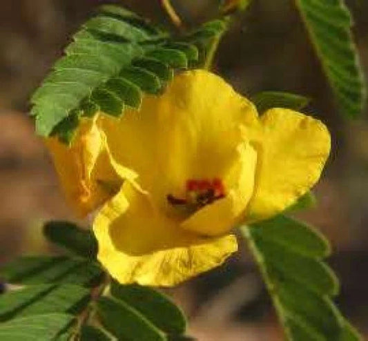 Partridge Pea Seeds - 50 Fresh Yellow Flower Seeds - Chamaecrista fasciculata - Free USA Shipping