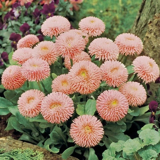 Peach English Daisy Seeds - 200+ Seeds for Garden Planting - Bellis perennis - USA Grown, Free Shipping