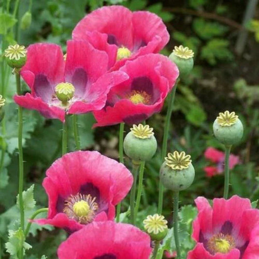 Culinary Poppy Seeds - 1000 Non-GMO Pink/Purple PEPPERBOX - Papaver somniferum