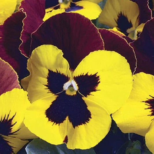 Pansy Seeds - 50 Count - Character Red Wing - Viola tricolor