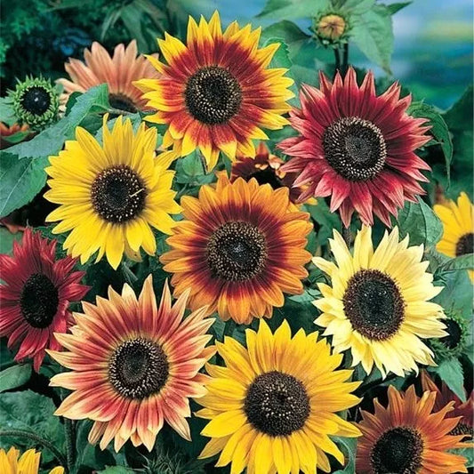 Sunflower Seed Mix, 10 Species, Varied Sizes, Helianthus spp., Non-GMO, Garden & Pollinator Friendly, Free Shipping