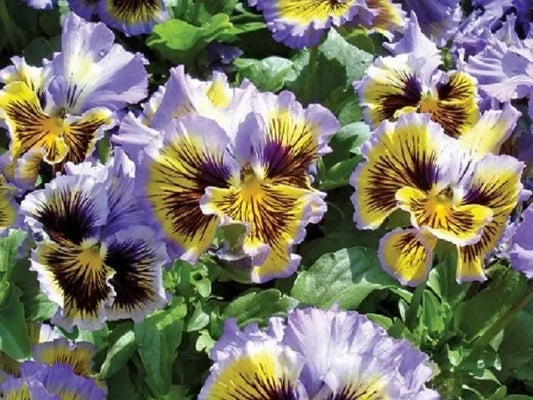Pansy Seeds 50 Count | Frizzle Sizzle Yellow Blue Swirl | Flower Seeds | Viola tricolor