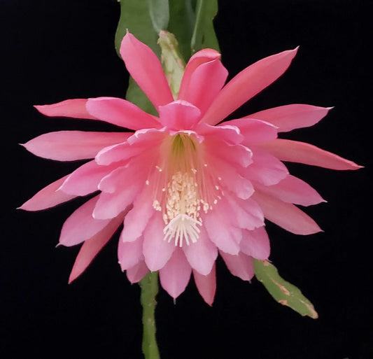 Epiphyllum 'Gypsy Lullaby' Unrooted Cutting - Rare Multi-Petal Orchid Cactus - Unique Houseplant