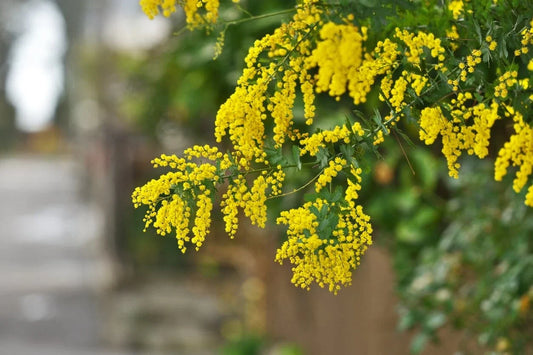 Acacia Golden Wattle Tree Seeds - Fresh 30 Seeds for 2025 - Acacia pycnantha