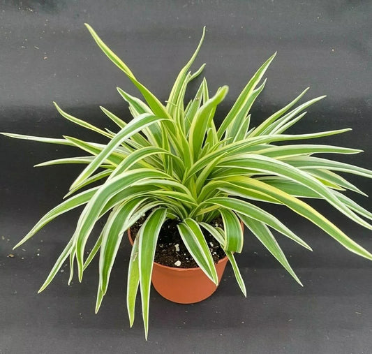 Clean Air Plant 3" Pot - Variegated Chlorophytum comosum - Rooted Spider Plant