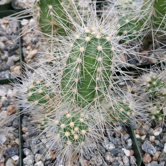 Echinocereus rayonensis Cactus Plant - Live Succulent, Unique Spines, Indoor/Outdoor Decor
