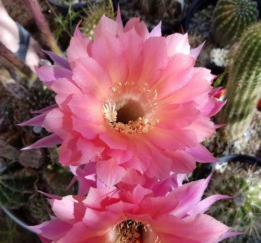 Echinopsis Hybrid Blooming Cactus Rooted Offset - Ben Hur Variety - Unique Succulent Plant for Home Decor