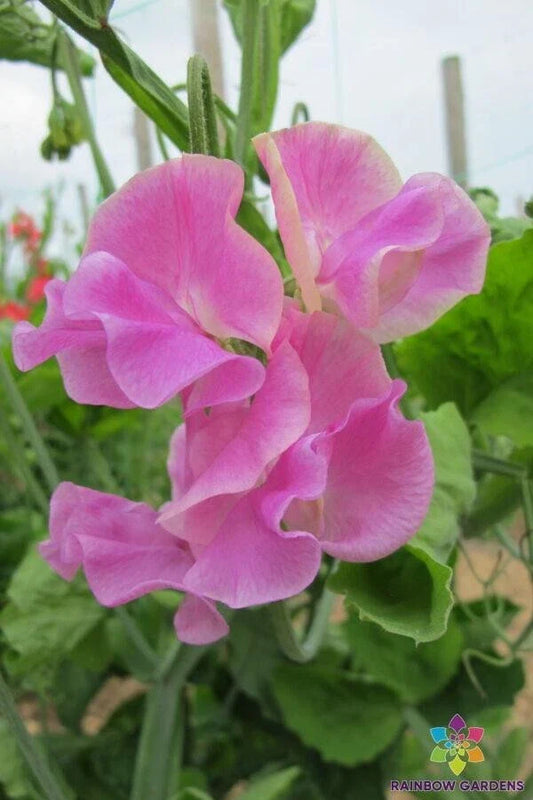 Bobby Chisholm Sweet Pea Seeds - 50+ Pack for Garden Planting - Lathyrus odoratus - USA Grown - Free Shipping