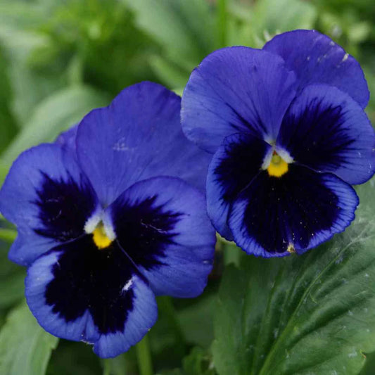 Pansy Seeds Swiss Giant Long Stem Cutting Deep Blue Ullswater II 2024