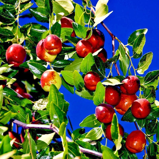 10 Jujube Fruit Tree Seeds - Red Chinese Date, Indian Plum, Superfruit, Fast Growing, Hardy - Ziziphus jujuba