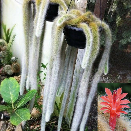 Monkey Tail Cactus Plant - Hildewintera colademononis - Unique Succulent - Perfect for Indoor Gardens and Collectors