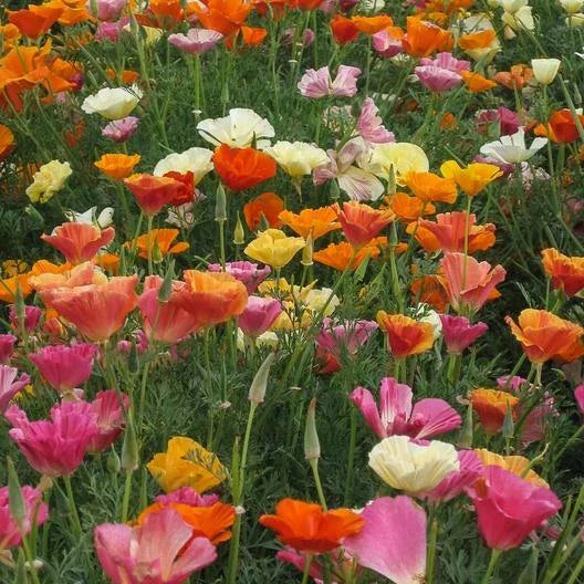 California Poppy Seeds - MISSION BELLS MIX - Non-GMO - 1000 Seeds - Bright Colors - Eschscholzia californica