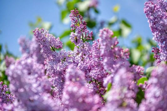 Purple Lilac Shrub Seeds - Syringa villosa - 20 Count | Fragrant Flowering Plant for Gardens