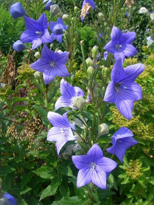 Balloon Flower Seeds - 1,000 Count - Toraji Variety - Platycodon grandiflorus - Non-GMO, Free Shipping