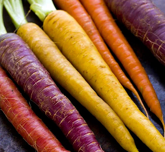 Rainbow Carrot Seeds 500+ Non-GMO Red Purple Vegetable Garden Daucus carota
