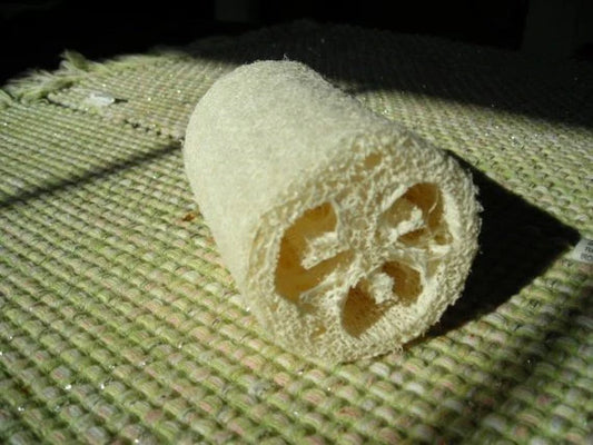 Luffa Sponge Gourd Seeds - 7 Count Packet - Durable Sponges - Luffa aegyptiaca