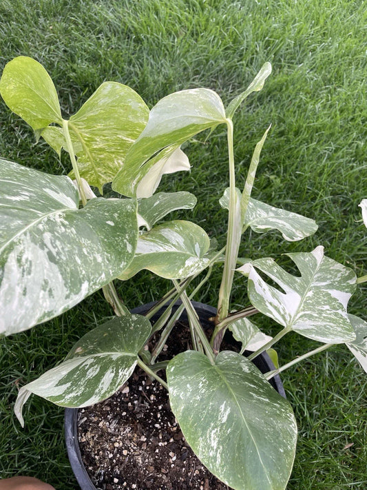 Variegated Monstera Plant - 4" Pot - Monstera Deliciosa Variegata - Tropical Houseplant for Indoor Decor
