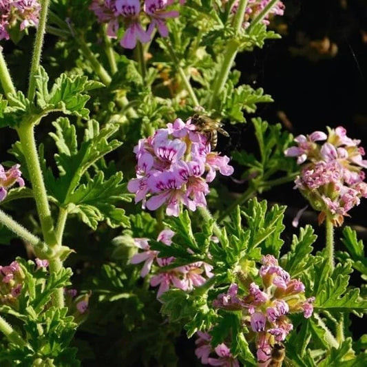 Citronella Herb Plants - 4" Pots - Live Mosquito-Repelling - Cymbopogon nardus - Set of 2