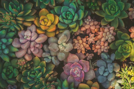 Echeveria Succulent Seeds Mix - 100 Variety Pack for Planting - Ideal for Gardens & Indoor Pots - Echeveria spp.