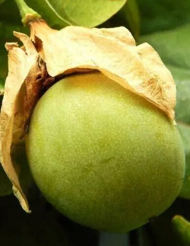 Passiflora Maliformis Seeds, Sweet Calebash Passion Flower, Edible Fruit, 25 Count