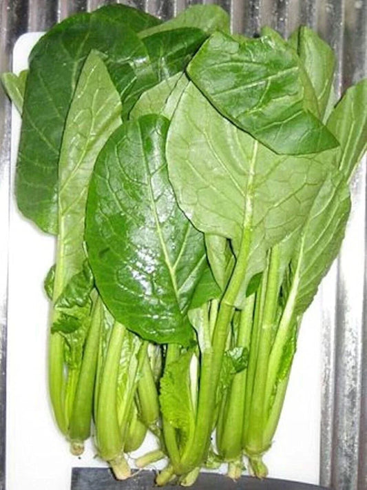 Komatsuna Seeds - Japanese Green Spinach Mustard - Non-GMO - Brassica rapa var. perviridis - Shipping with Tracking