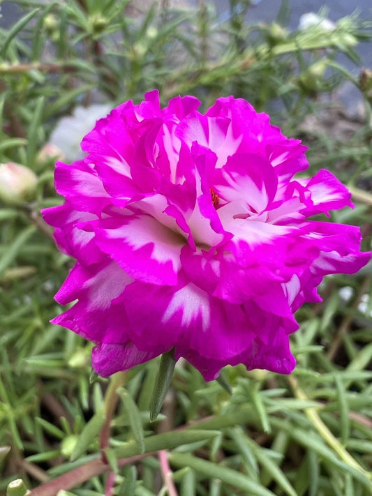 Unrooted Cuttings, IRIN Color, Portulaca grandiflora, Succulent Plant, Drought Tolerant, Garden Decor