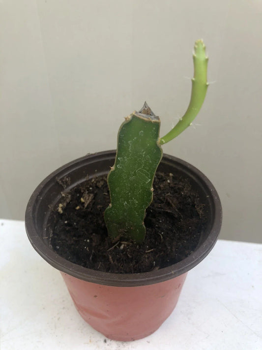 Rooted Sprouted Red Dragon Fruit Plant in Pot 6” - Hylocereus costaricensis, Dark Pink Skin, Red Flesh