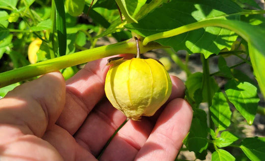 Tomatillo Seeds - 25 Count - Physalis Philadelphica - Florida Grown - Ideal for Salsa Verde