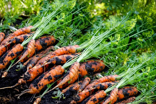 Tendersweet Carrot Seeds - 500+ Seeds - Heirloom Variety - Daucus carota - USA