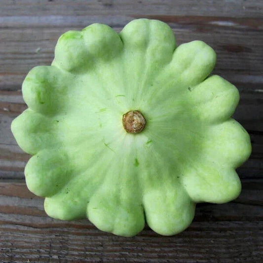 Bennings Green Tint Squash Seeds - Heirloom Non-GMO Vegetable Seeds - Cucurbita pepo - Fast Shipping with Tracking