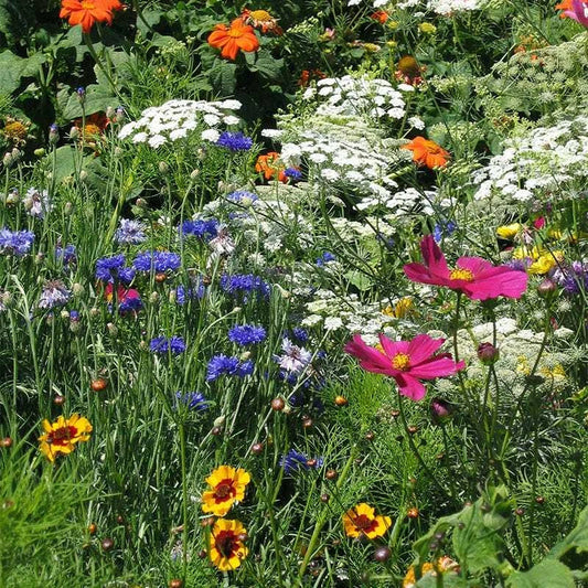 Drought Resistant Wildflower Mix - 1000 Seeds, 25 Species of Non-GMO Dry Area Flowers, Ideal for Xeriscaping