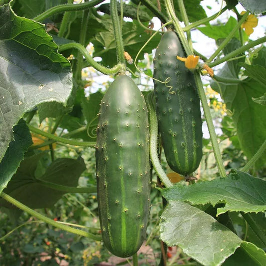 Cucumber Seeds 60+ Heirloom Marketmore Variety NON-GMO | Vegetable Garden Seeds
