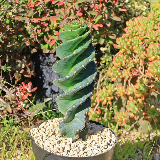 Spiral Cactus Plant - Cereus forbesii 'Spiralis' - Live Succulent Green Cacti