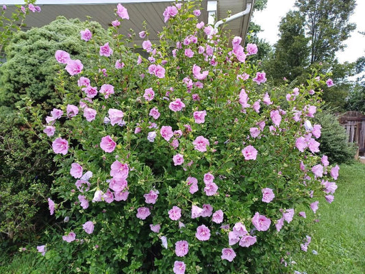 Hibiscus Seeds - 10 to 200 Count - Minerva Rose of Sharon - Beautiful Pink Flowers - Hibiscus syriacus