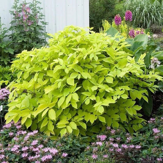 Sun King Japanese Spikenard Plant - Rhizome Variety - Aromatic Perennial - Aralia racemosa