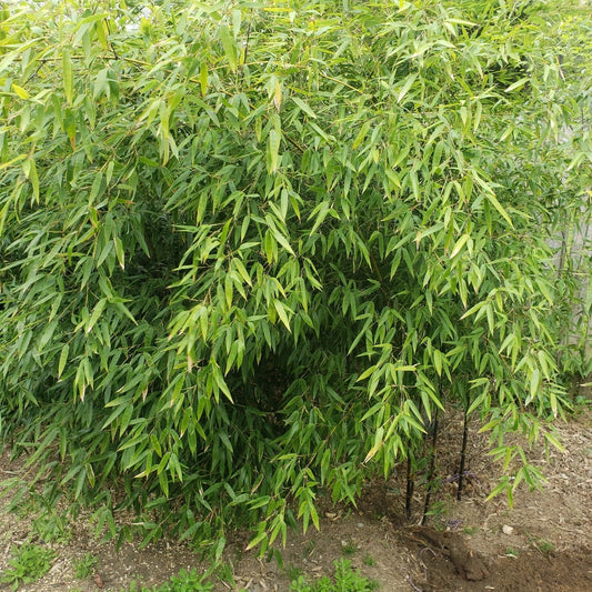 Rare Black Bamboo Cutting Plant - Privacy Fence Boundary Plant - Phyllostachys nigra