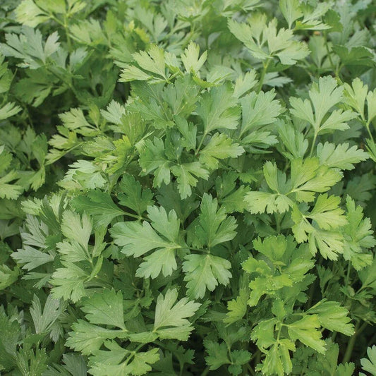 Parsley Seeds - 15 Fresh Herb Seeds - Petroselinum crispum - Free USA Shipping