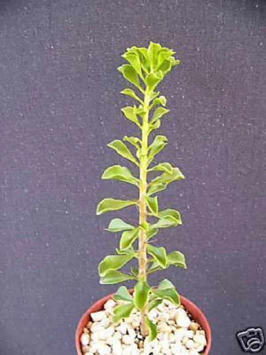 Rare Pereskia portulacifolia Cactus Plant - Natural Bonsai Caudex 4" Aloe Variety - Unique Succulent for Collectors
