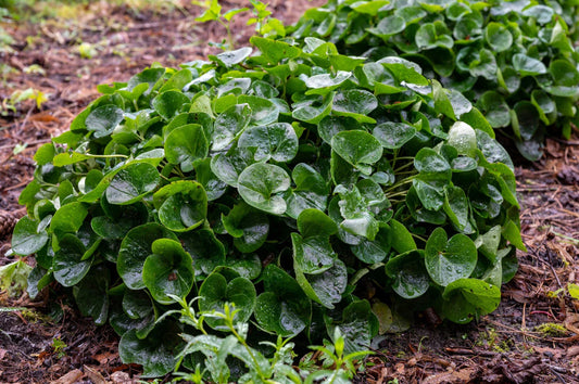 Wild Ginger Seeds - 10 Pack - Ground Cover & Spice - Asarum canadense