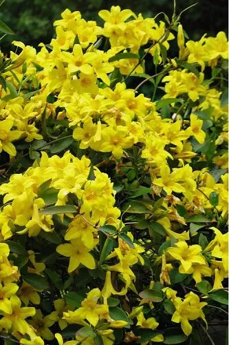Bignonia Crossvine Starter Plant - Yellow Flowering Variety - Attracts Hummingbirds & Butterflies - USA Seller
